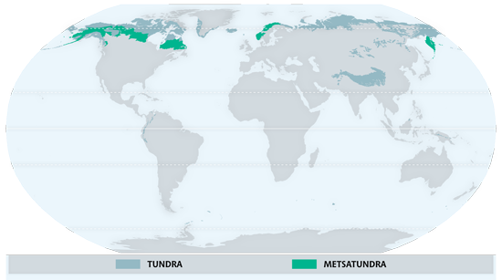 Ausdehnung der Tundra